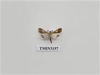 藏品(螟蛾314a)的圖片